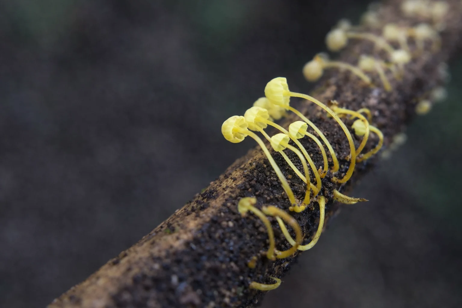 Macrofotografía de pequeños hongos amarillos creciendo en fila sobre una rama